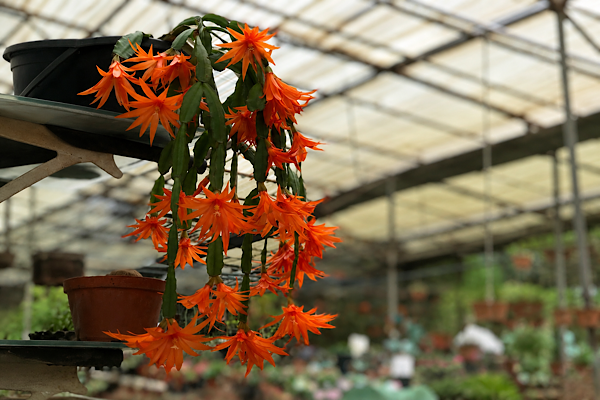 Cacto-orquídea pendente com flores alaranjadas em plena floração
