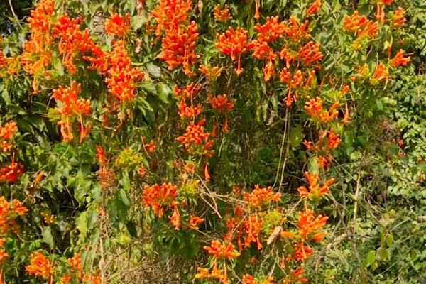 Cipó-de-são-joão Pyrostegia venusta com flores laranja arbustiva