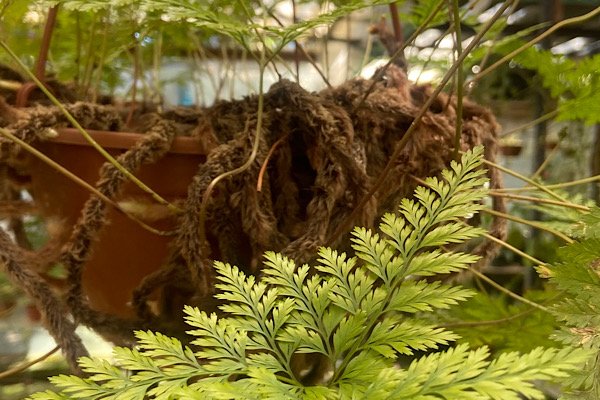Samambaia renda francesa em estufa