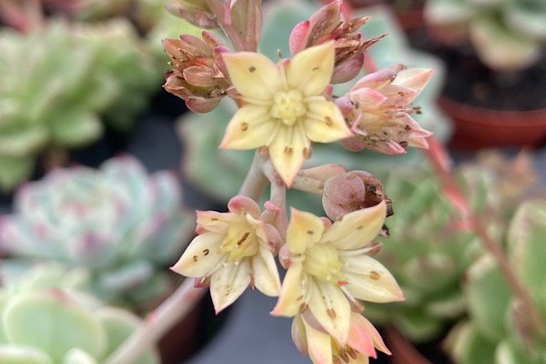 Flores amarelas da Sedeveria Pudgy em haste floral