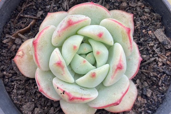 Sedeveria Pudgy com folhas verdes carnudas e pontas rosadas