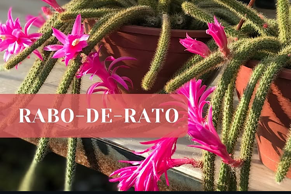Cacto rabo-de-rato florido com flores rosas e caules pendentes