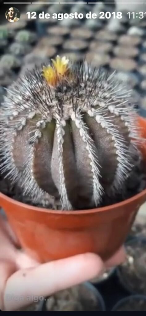 exemplar do cacto Uelbemania pecnitifera em vaso
